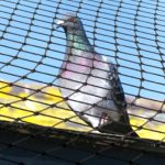 Anti Bird Net