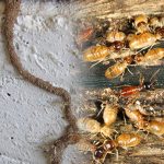 Termite Treatment