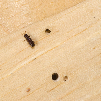 Woodborer Treatment